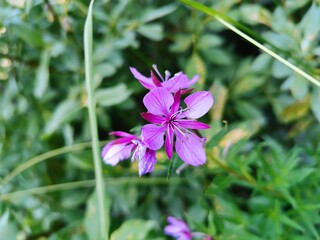 purple flowers in the garden