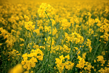 Rapeseed field in full bloom