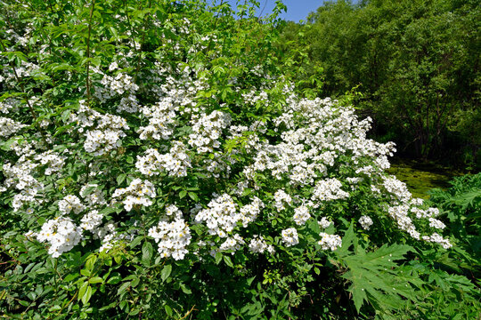 flowering fieldbriar (Rosa agrestis) // bl&uuml;hende Acker-Rose, Feldrose, Hagedorn