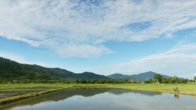 Timelapse of Mount or Gunung Raya in Langkawi Malaysia across a paddy field.