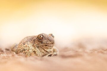 Knoblauchkröte - Pelobates fuscus 