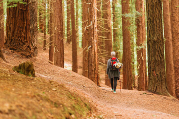 Senior woman trekking through a redwood forest. person with a backpack doing low intensity exercise. old age and healthy lifestyle