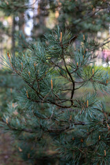 Coniferous branch on the background of the forest.Green pine twig with young cones.On the pine tree appeared the embryos of cones.Needles and cones of coniferous trees in their natural habitat.