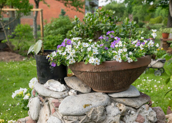 garden flowers in pots, flowering plants and flowers in the summer garden