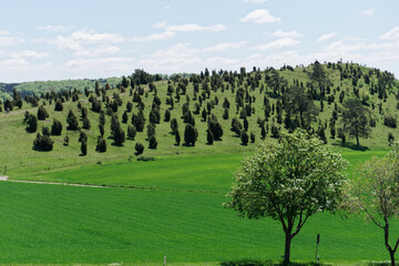 Kalvarienberg und Wacholdergebiet bei Alendorf in der Eifel/ Deutschland