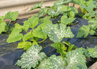 green courgette plants on a black film, gardening concept, growing vegetables, gardening as a hobby