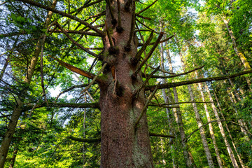 arbre mort dans la forêt