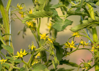healthy tomato seedlings in the greenhouse, fragments of yellow flowers, growing vegetables, gardening as a hobby, home-grown tomatoes