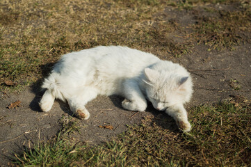 Naklejka na ściany i meble White fluffy cat basks on the path in the sunlight