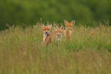 Little fox cubs in the meadow