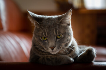 見つめる猫, 子猫, 灰色の猫, ねこ, グレーの猫, 銀色の猫, 猫, 