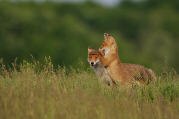 Fox cub playing with the mother fox on the meadow