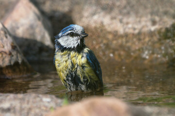 Cute bathing eurasian blue tit bird sitting in a natural looking bird bath looking to the right
