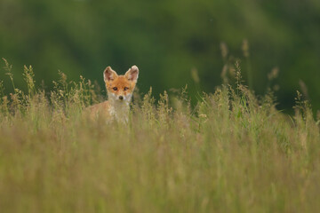 Red fox cub , Vulpes Vulpes in the grass