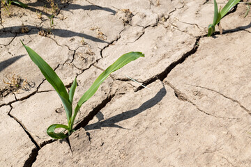 Young corn plants in a dry field 