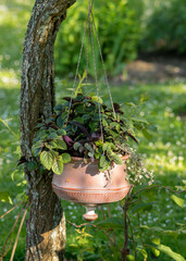 view of hanging clay flower pot and green ornamental plants, gardening concept
