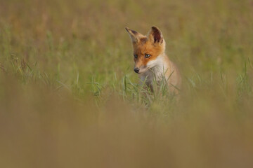 Red fox cub , Vulpes Vulpes in the grass