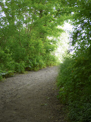 Gravel Path Out of Woods
