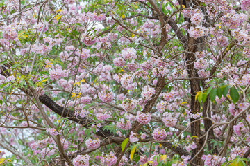 Pink trumpet tree blossom on summer time.