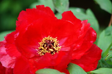 Paeonia plants