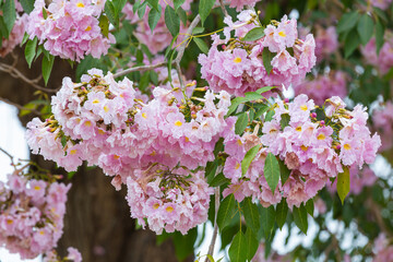 Pink trumpet tree blossom on summer time.