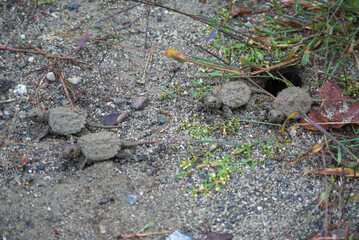 Baby Snapping Turtles Hatching