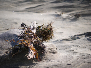 Abstract Seaweed and Driftwood on Beach