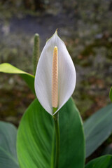 white magnolia flower