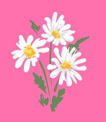 Bouquet of beautiful daisies on a pink background, Camomile Summer Trend Print Vector Illustration