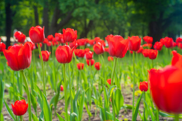 Field with red tulips, beautiful natural flower background