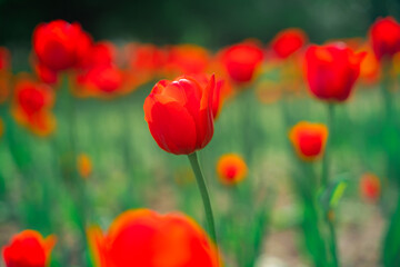 Field with red tulips, beautiful natural flower background