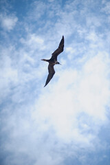 Great frigate in flight, Holbox Island. A Fragata in flight, vertical screen. In the background the sky with white clouds
