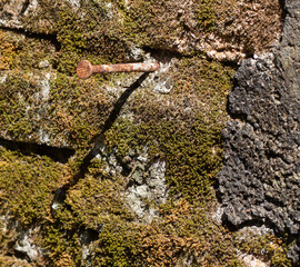 nails in the mossy brick wall