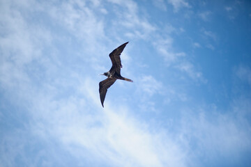 A Great frigate in flight, tropical Island. A Fragata in flight, horizontal screen. In the background the sky with white clouds