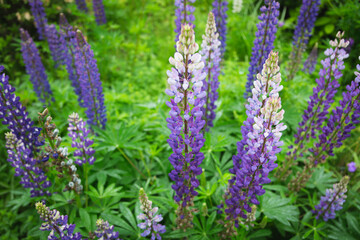 ノボリフジ , 昇藤, 紫, ルピナス
