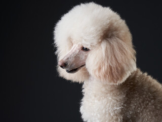 portrait of a white small poodle. dog on black background. Beautiful pet