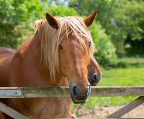 Suffolk punch horse in a farm
