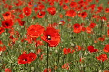 Field of red Poppy Flowers in Summer