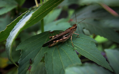 grasshopper on a leaf