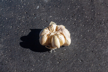 Garlic Isolated on a black background. very good for promotion, business, culinary and kitchen spices.
