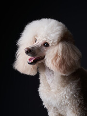 portrait of a white small poodle. dog on black background. Beautiful pet