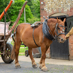 Suffolk punch horse with carriage in a farm