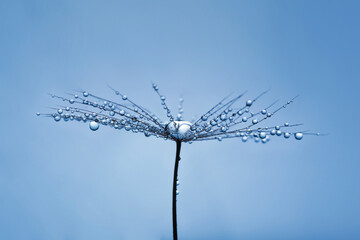 Background of dandelion with water drops.