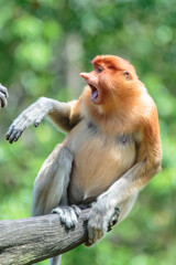 The proboscis monkey (Nasalis larvatus) or long-nosed monkey is a reddish-brown arboreal Old World monkey with an unusually large nose. It is endemic to the southeast Asian island of Borneo.
