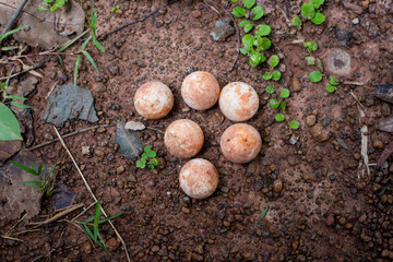 Eggs of Turtle or snapping turtle on the floor. top view