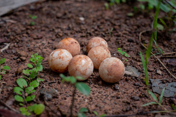 Eggs of Turtle or snapping turtle on the floor.
