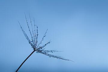 Fototapeta na wymiar Background of dandelion with water drops.