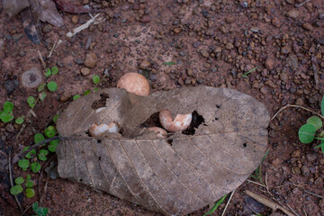 Eggs of Turtle or snapping turtle under the autum leave. Top view