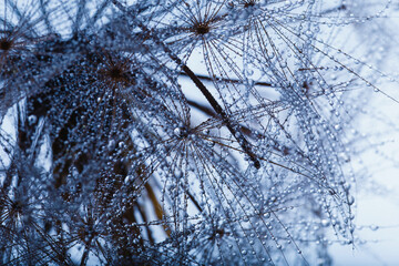 Background of dandelion with water drops.