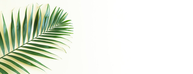 Banner tropical palm leaf branch top view
